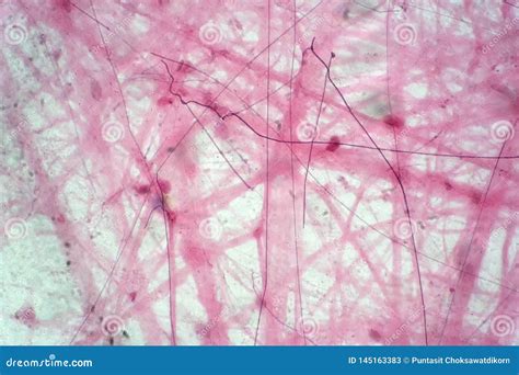 Areolar Connective Tissue Under the Microscope View Stock Image - Image of health, medicine ...