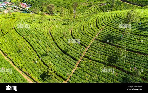 Aerial. Famous green tea plantation landscape view from Lipton's Seat ...