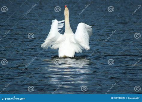 Swan Mating Dance on the Water. Stock Photo - Image of 2022, bialystok: 255948020