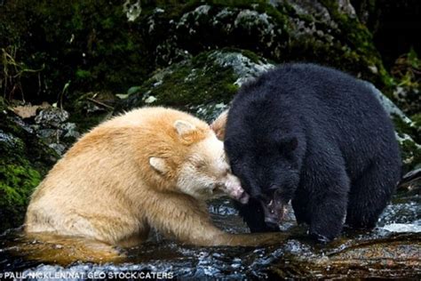 Canadá: No es un oso polar, es un oso Kermode blanco, típicamente negro - VeoVerde | Nueva Mujer