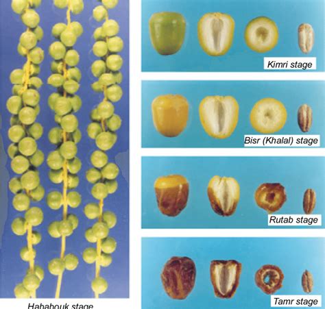 4 Different growth and maturity stages of date fruit. Reproduced with... | Download Scientific ...