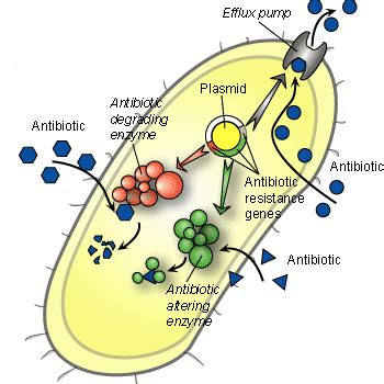 ATTACK OF THE SUPERBUGS: ANTIBIOTIC RESISTANCE | SCQ