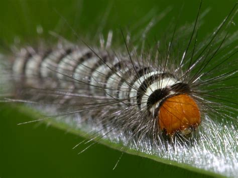 White-marked Tussock moth caterpillar | Dusky's Wonders