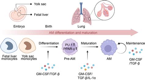 Frontiers | Alveolar macrophages in pulmonary alveolar proteinosis ...