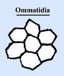 Ommatidia: Each facet or seperate visual unit of the compound eye ...