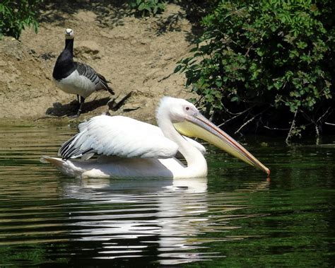 Download free photo of Pelican, bird, black, sea, wildlife - from ...