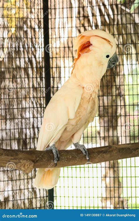 Moluccan Cockatoo in the Cage Stock Image - Image of domestic, eclectus: 149130887