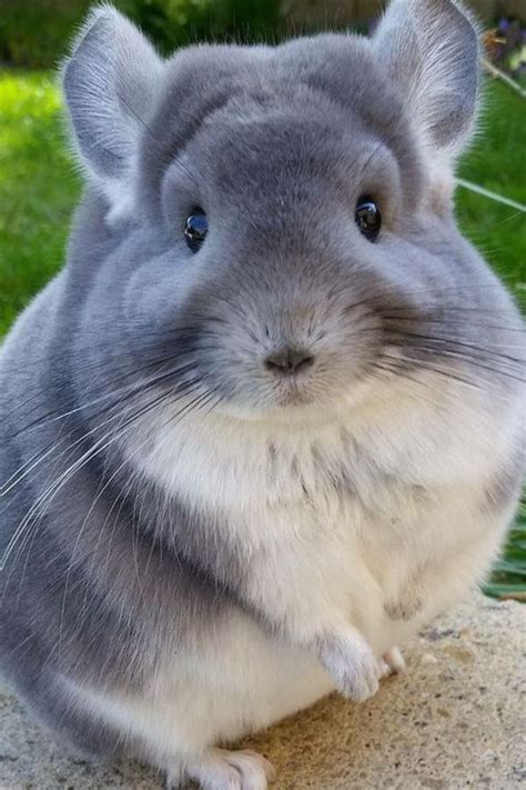 5 chinchilla pet facts | Chinchilla pet, Chinchilla cute, Baby animals funny