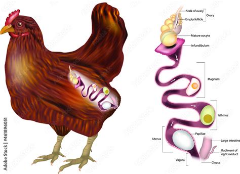 The Hen's reproductive system showing the ovary and the various sections of the oviduct.Chicken ...