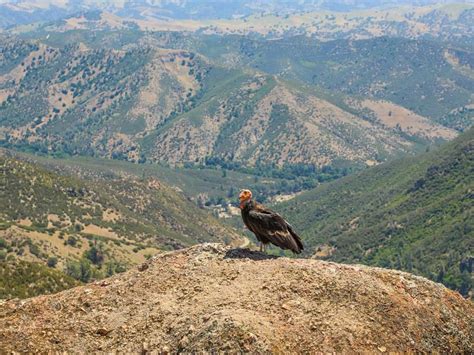 Where Do Condors Live? (California Condor Habitat +… | Birdfact