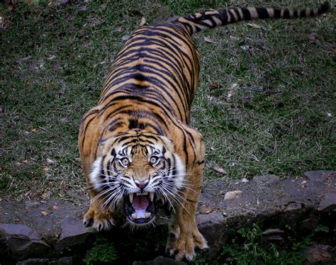 Tiger Sumatran Scream - Harimau Sumatra | Majestic animals, Tiger, Animals wild