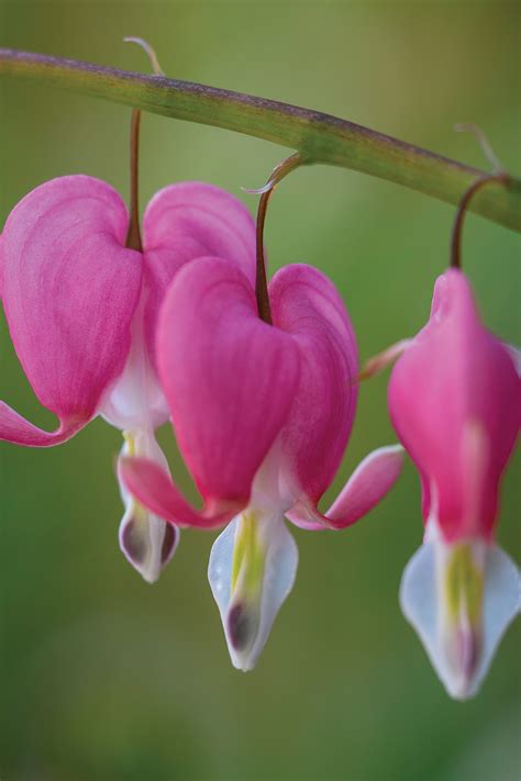 Bleeding Hearts for Everyone - Fine Gardening