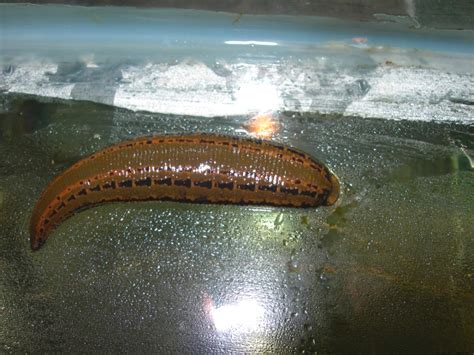 European Medicinal Leech Genome Sequenced | Sci.News