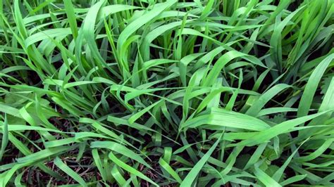 Pictures Of Crabgrass And Quackgrass - A Visual Guide