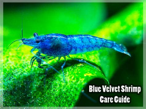 Blue Velvet Shrimp - Care Guide – Aquatic Arts