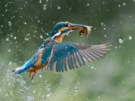 Award-Winning Wildlife Photography – Fubiz Media