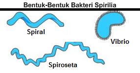 Cocus, Bacillus, dan Spiral, Bakteri Berdasarkan Bentuknya - Biologi Edukasi: Belajar Sains Biologi