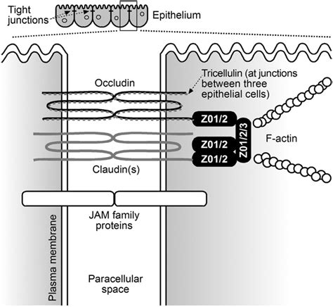 Structure of TJ. Transmembrane proteins such as occludin and claudin ...