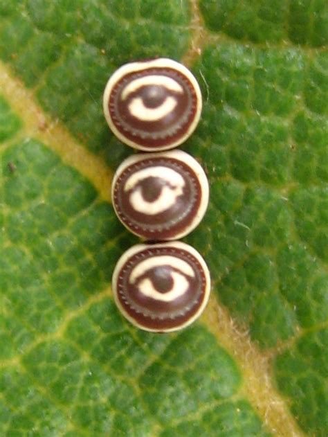 Butterfly Eggs On Leaf - Butterfly Mania Info