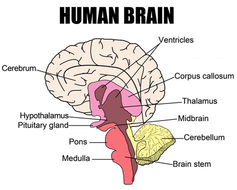 What is a Brain Stem Stroke? (with pictures)