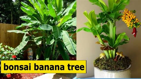 how to grow Bonsai Banana tree-HungBonSai123 - YouTube