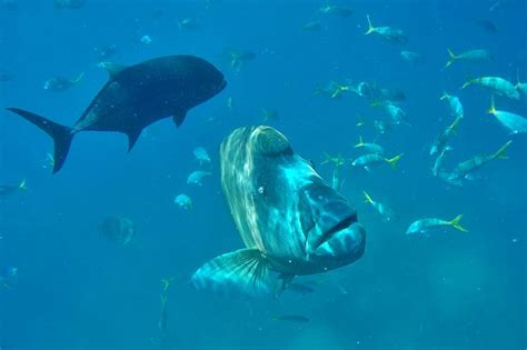 Maori Wrasse - Sailing Whitsundays