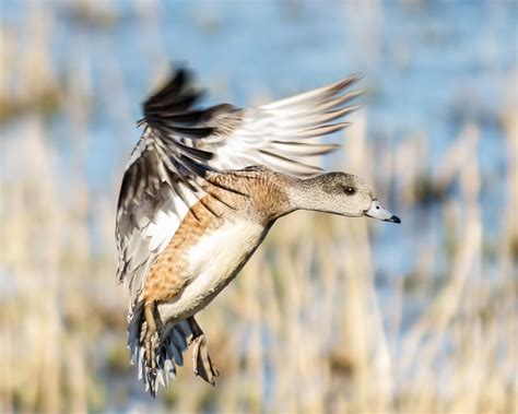 American Wigeon - Pacific Birds Habitat Joint Venture