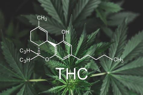 High vs. Low THC: The Truth Behind Potency | Green Sativa