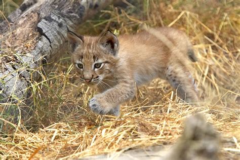 Lynx and Bobcat | San Diego Zoo Animals & Plants