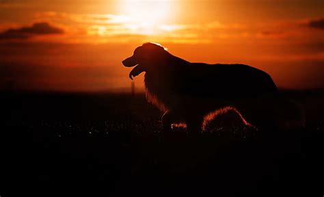 Online crop | HD wallpaper: Dog, Sunset, Silhouette | Wallpaper Flare