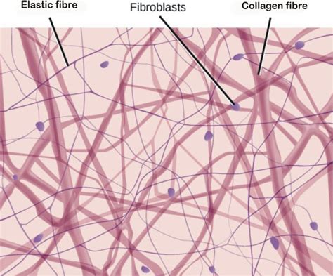 areolar tissue 40X labeled fibroblasts - Google Search | anatomy | Pinterest | Search