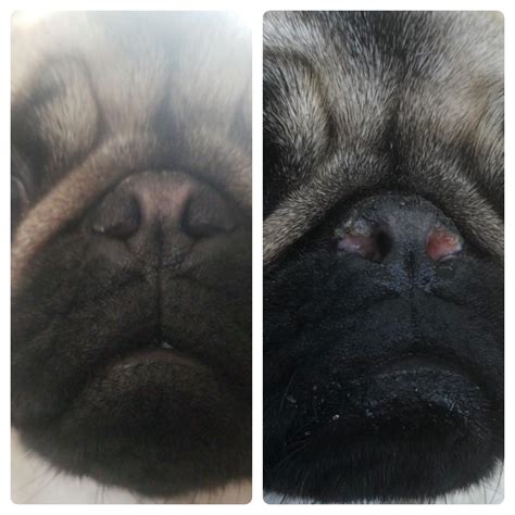 These are my pugs before and after photos from her surgery! She’s been healing for about a week ...