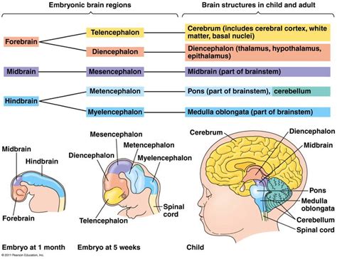 17 Best images about Human Brain Science on Pinterest | The scientist ...