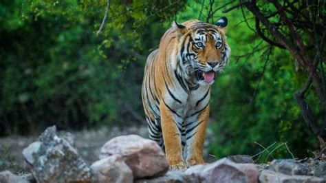 Information About Ranthambore National Park