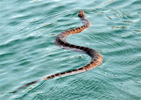 Discovering the Wild Snakes of Texas: A Detailed Exploration of Native ...