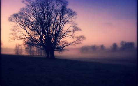 trees, Blurred Wallpapers HD / Desktop and Mobile Backgrounds