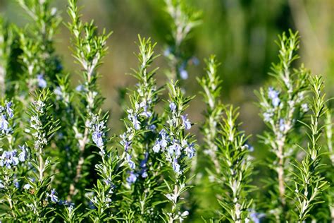 Storing, freezing & drying rosemary - Plantura