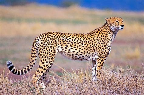 Cheetah Documentary Film, Characteristics, Speed and Acceleration, Evolution, Hunting and Diet