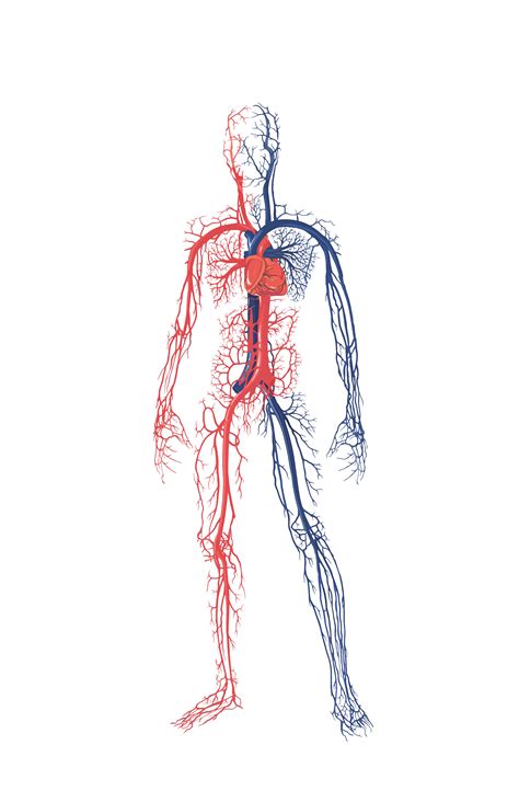 Circulatory System Artery Human Body Vein Anatomy Png Clipart Anatomy ...