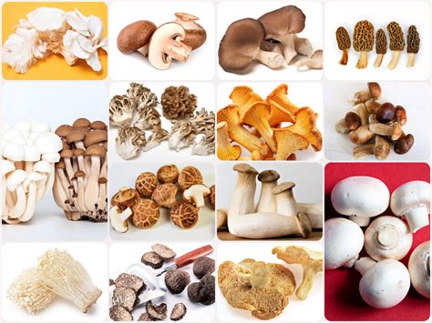 Types Of Mushrooms With Names And Pictures