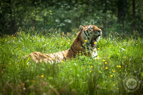 Longleat Safari Park | Animal Photography