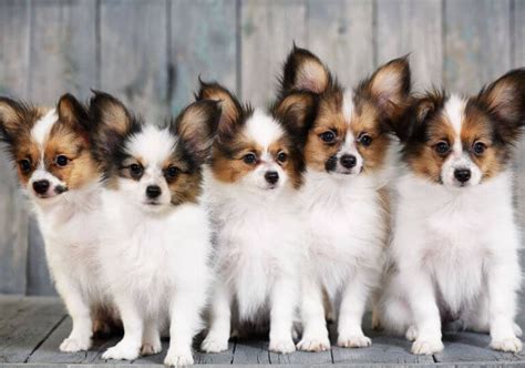 Papillon Dog Characteristics , personality and temperament. Papillons ...