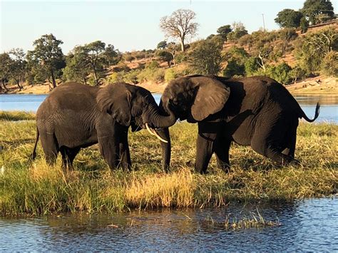 The one, the only... Chobe National Park, Botswana!