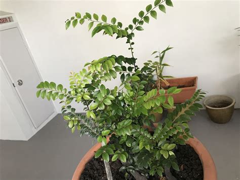 6 Pterocarpus santalinus(red sandalwood) plant in a pot, Furniture & Home Living, Gardening ...