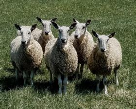 Bluefaced Leicester | Maryland Sheep and Wool Festival