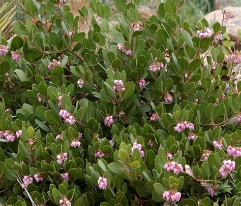 Colorado's Hardy Manzanitas: Welcome Winter Beauty | Audubon Rockies