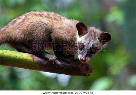 3,333 Civet Stock Photos, Images & Photography | Shutterstock