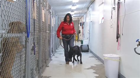 New director of Bullitt County Animal Shelter promises to make changes - WDRB 41 Louisville News