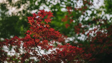 Red Maple Leaves Tree Branches In Green Blur Bokeh Background 4K HD ...