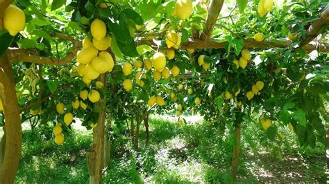Sorrento: Traditional Lemon Nursery 2-Hour Tour